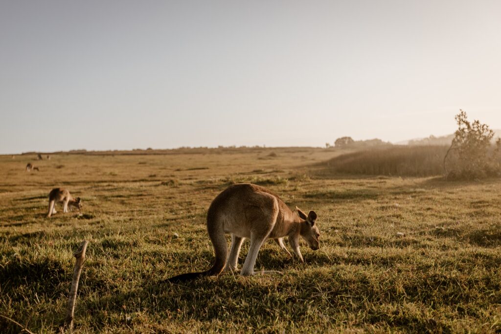 A kangaroo eating grass with a blurred background shot from behind